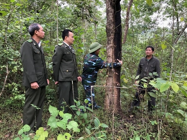 Lực lượng kiểm lâm thực hiện công tác kiểm tra, bảo vệ rừng. Ảnh minh họa