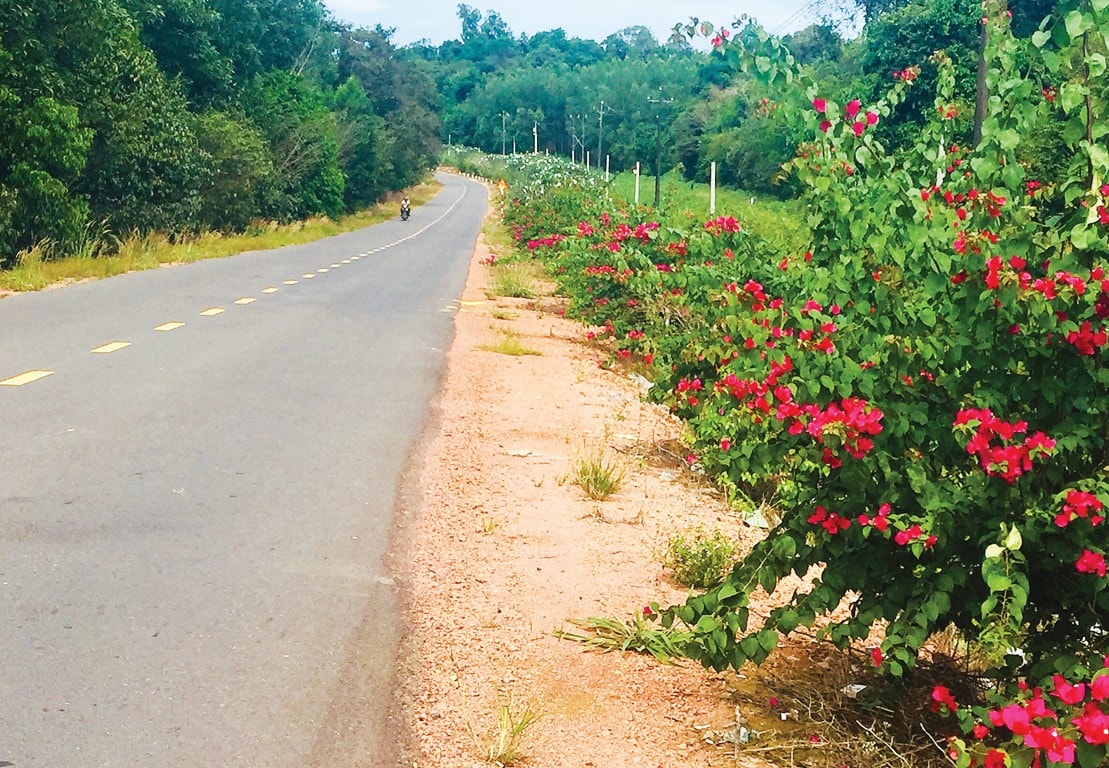 Đường vào chiến khu D trở nên lãng mạn khi xuân về.