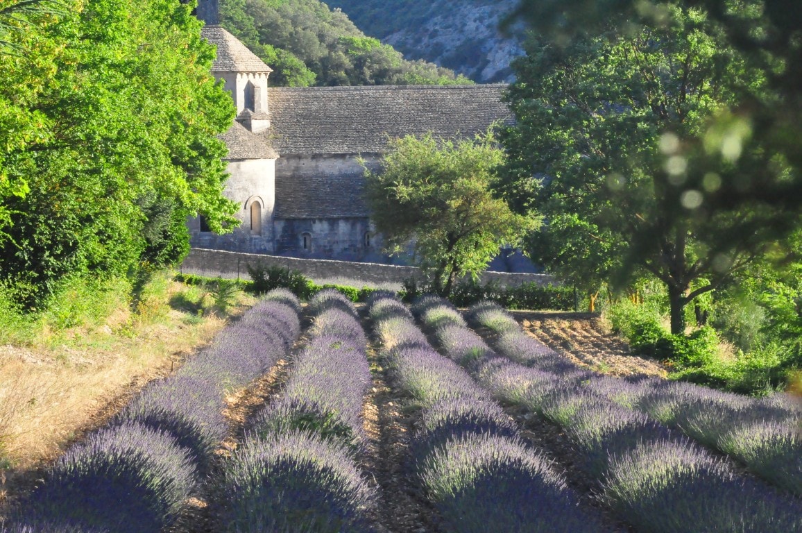 Những cánh đồng oải hương ở Provence