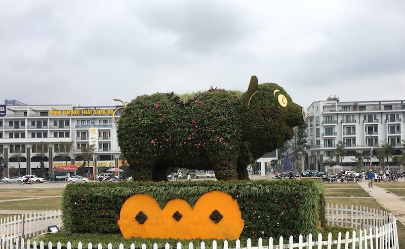 Chú heo vui vẻ tại Quảng Ninh