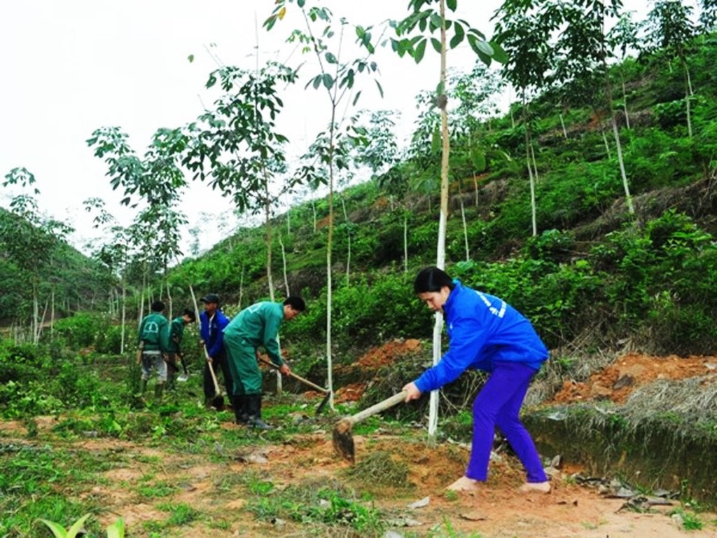 Cây cao su được đưa vào miền chiến địa một thời Vị Xuyên đang hứa hẹn những bứt phá về kinh tế cho vùng phên dậu.