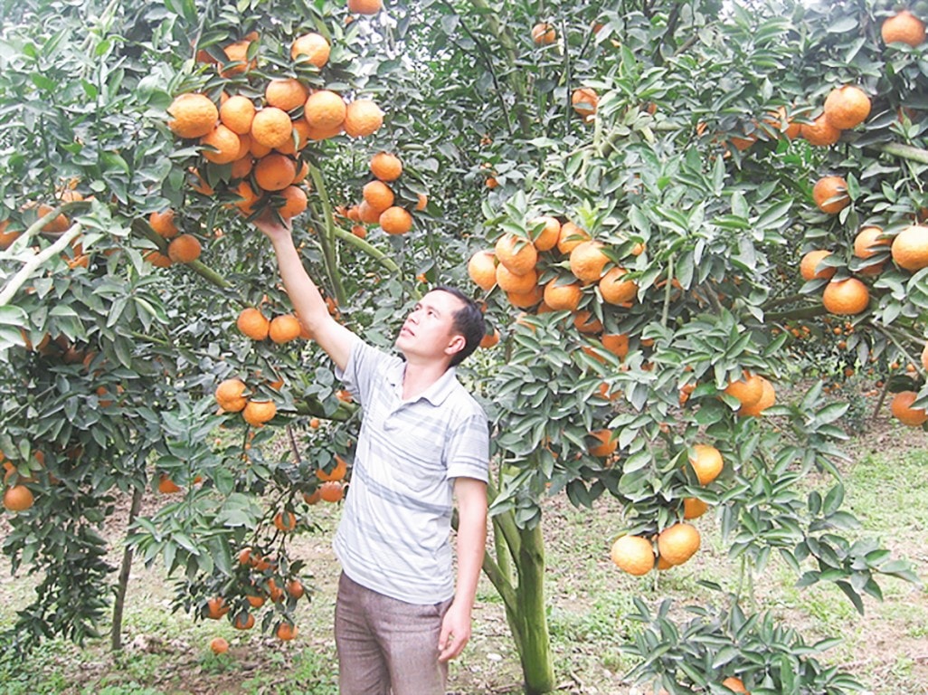 Từ một huyện thuần nông, nay cây cam đặc sản đang phát huy thế mạnh ở miền chiến địa Vị Xuyên.