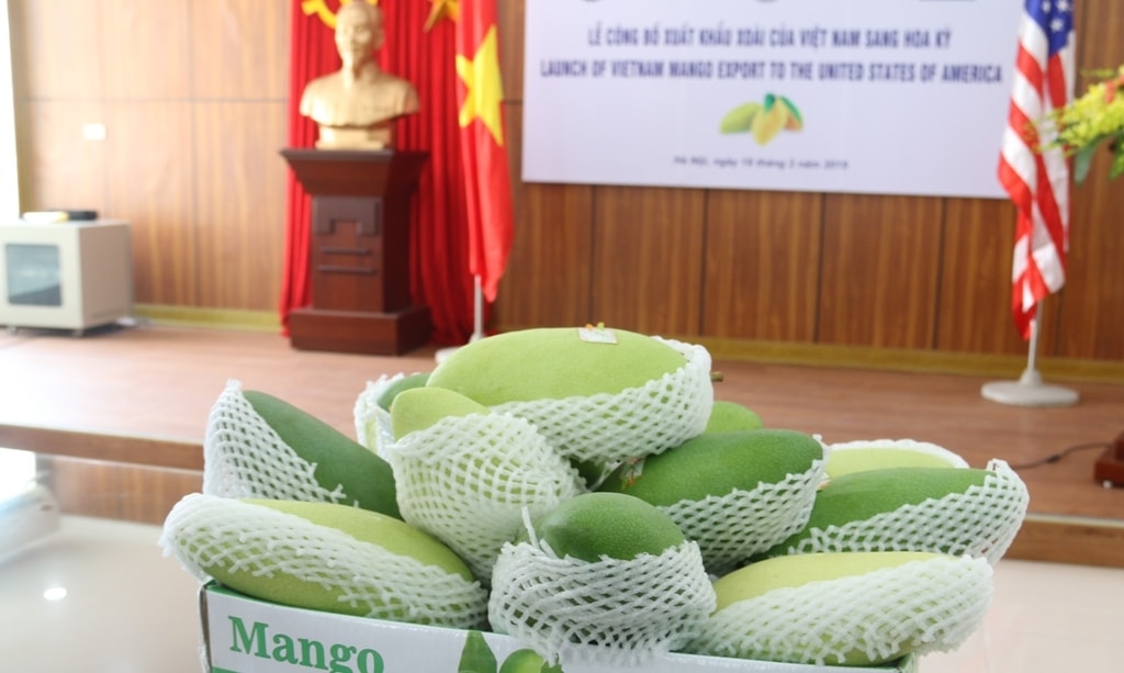 Trái xoài Việt Nam chính thức được xuất khẩu sang Hoa Kỳ