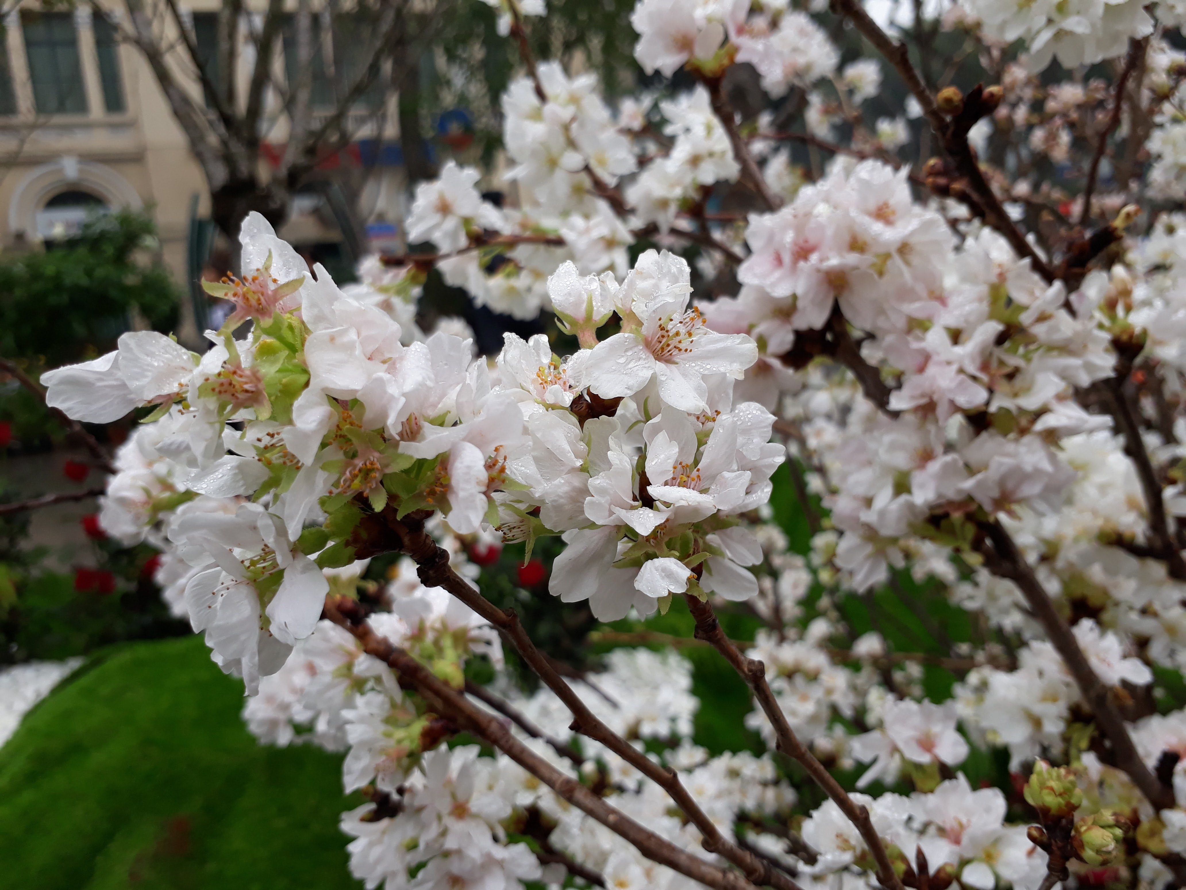 Lễ hội hoa anh đào dự kiến diễn ra từ ngày 29 đến 31/3 tại Vườn hoa Tượng đài Lý Thái Tổ, quận Hoàn Kiếm. Ảnh: Thanh Duyên
