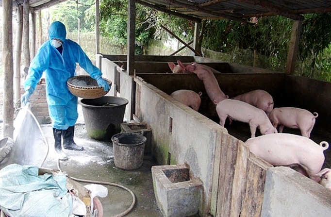 Hà Nội sẽ xử lý nghiêm người đứng đầu nếu lơ là để dịch tả ASF nhiễm. Ảnh minh họa.