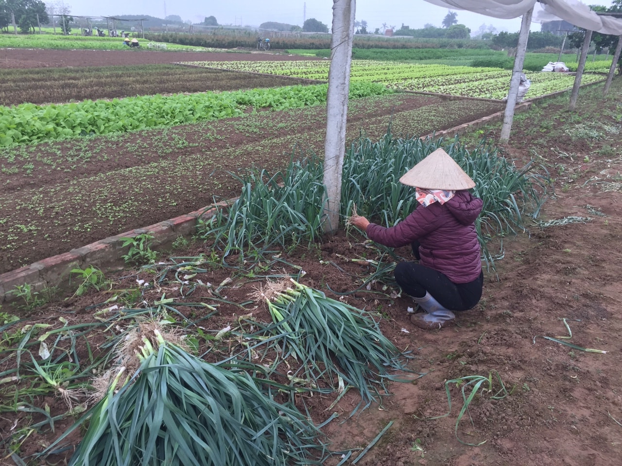 Chị Tiến thu hoạch tỏi để tối kịp đưa ra chợ đầu mối (Ảnh Hồng Nụ)