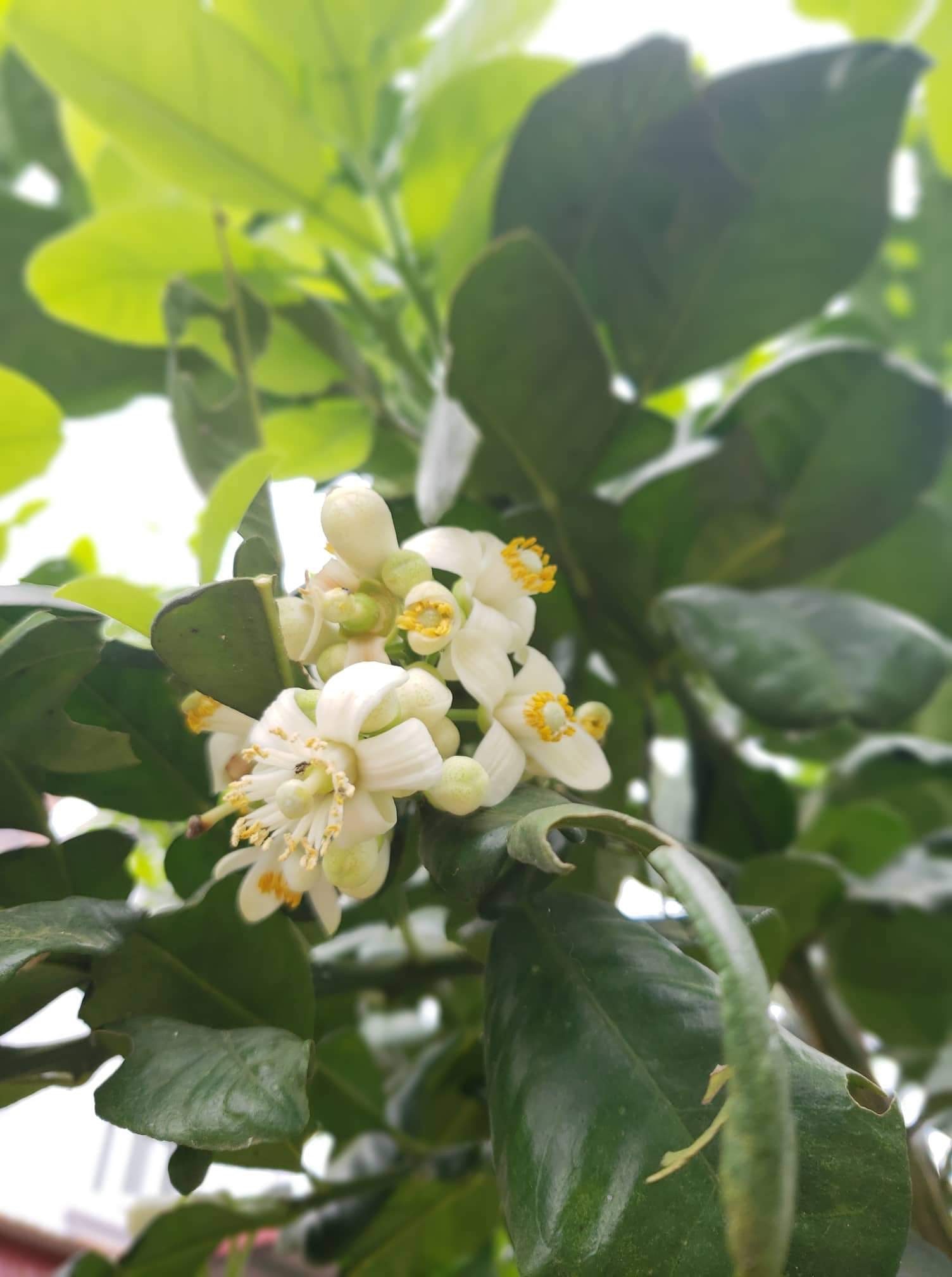 Hương hoa bưởi nồng nàn tỏa khắp 1 góc vườn - Ảnh Hoàng Lan