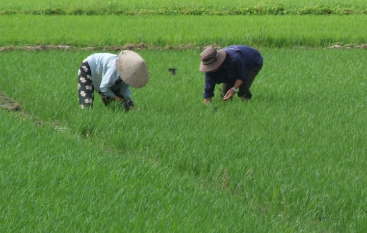 Trong năm 2019, diện tích lúa trên cả nước là 7,53 triệu ha (Ảnh minh họa)