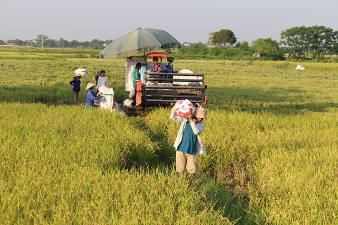 Cần xác lập tầm nhìn dài hạn đối với ngành sản xuất và xuất khẩu lúa gạo.