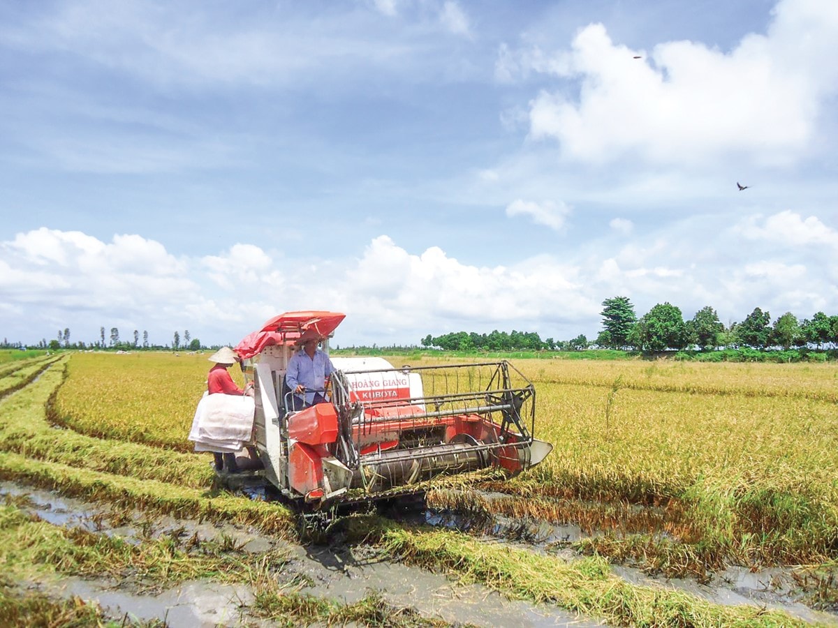 Giá lúa trên địa bàn tỉnh Vĩnh Long đã tăng thêm từ 100 - 200 đồng/kg (Ảnh minh họa)