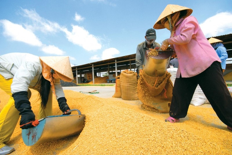 Nhóm các mặt hàng nông sản (lúa gạo, cà phê, cao su, hồ tiêu...) lại giảm 10,1% về giá trị kim ngạch. Ảnh: T.L
