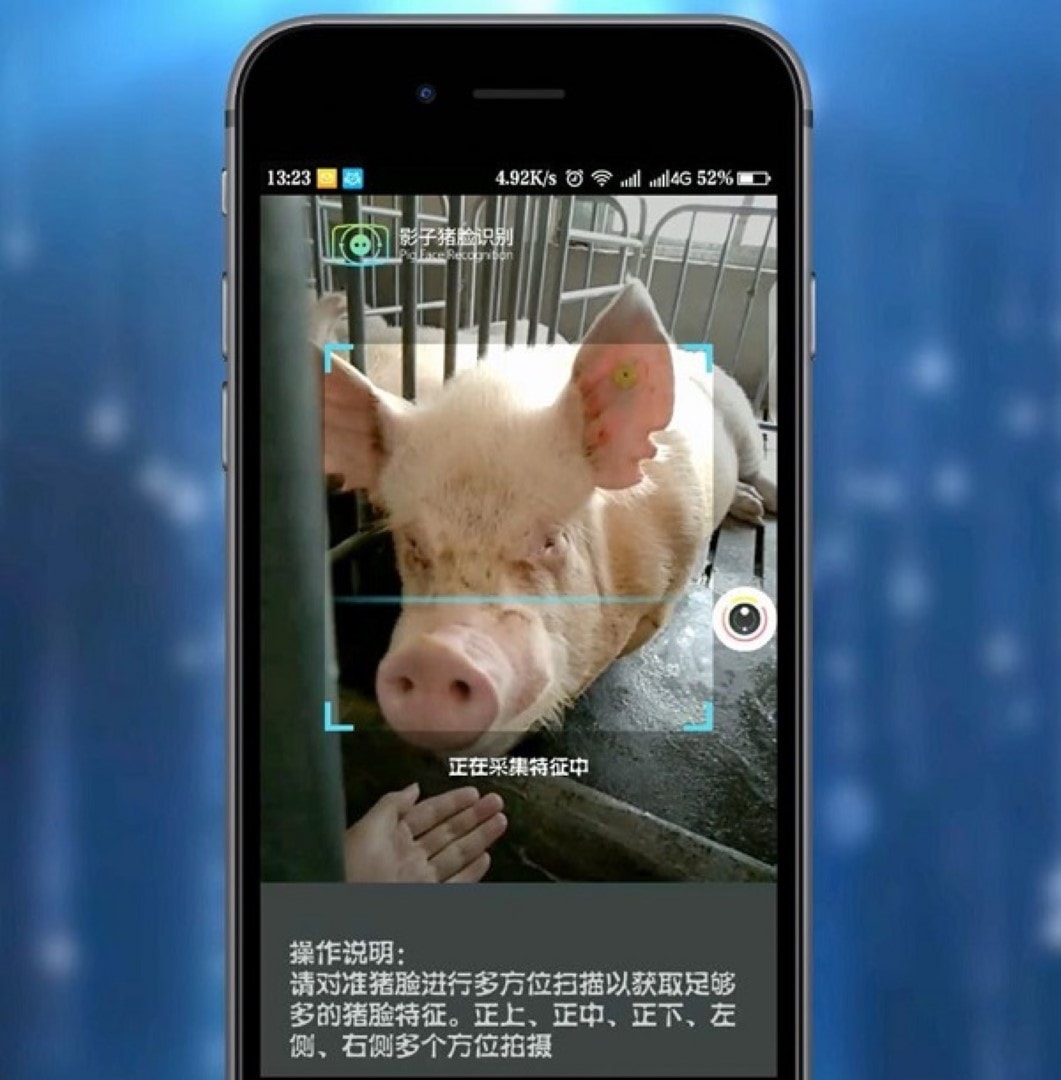Dùng video để thu hình ảnh mặt lợn