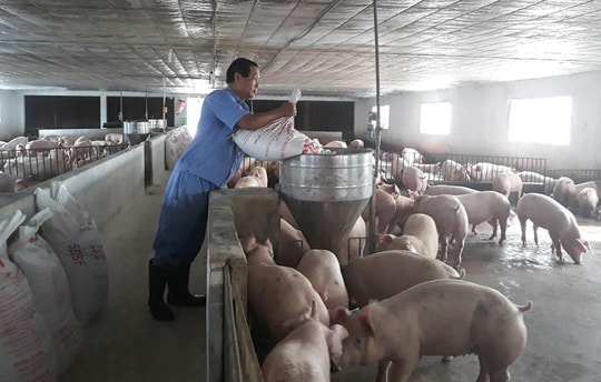 Hộ chăn nuôi lợn sẽ được miễn, giảm lãi vay do thiệt hại dịch tả lợn châu Phi gây ra.(Ảnh TL)
