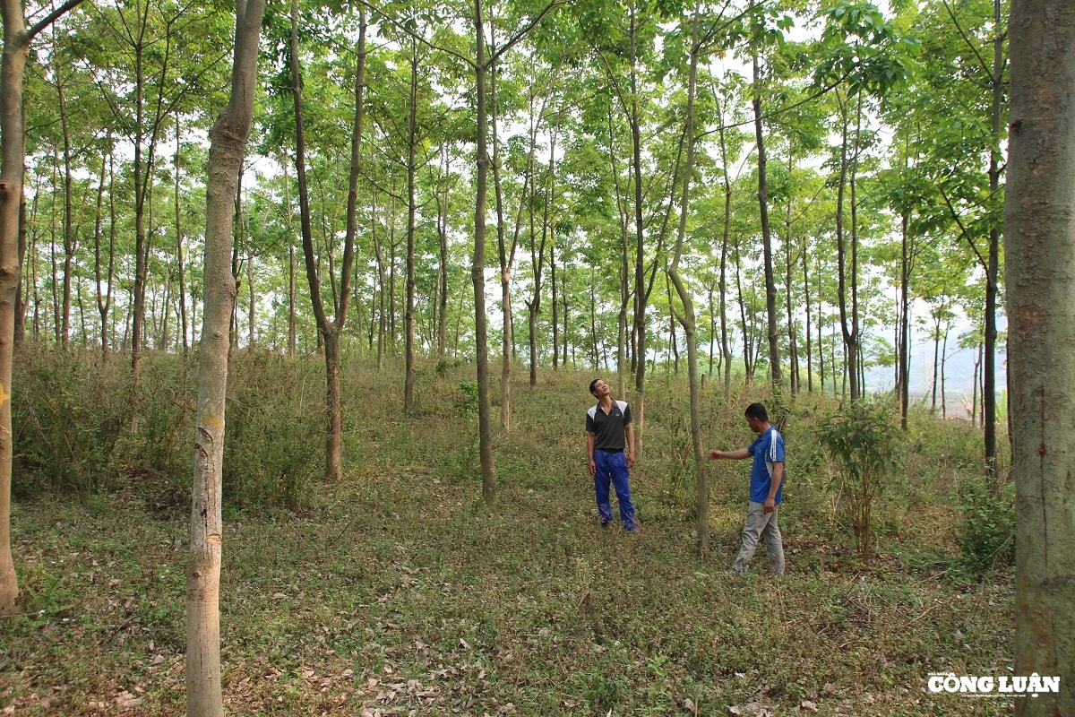 Người dân đã góp hàng ngàn ha đất để trồng cao su nhưng phải hơn 10 năm sau mới được phía Cty Cao su Sơn La triển khai ký hợp đồng góp đất. Ảnh: P.V.