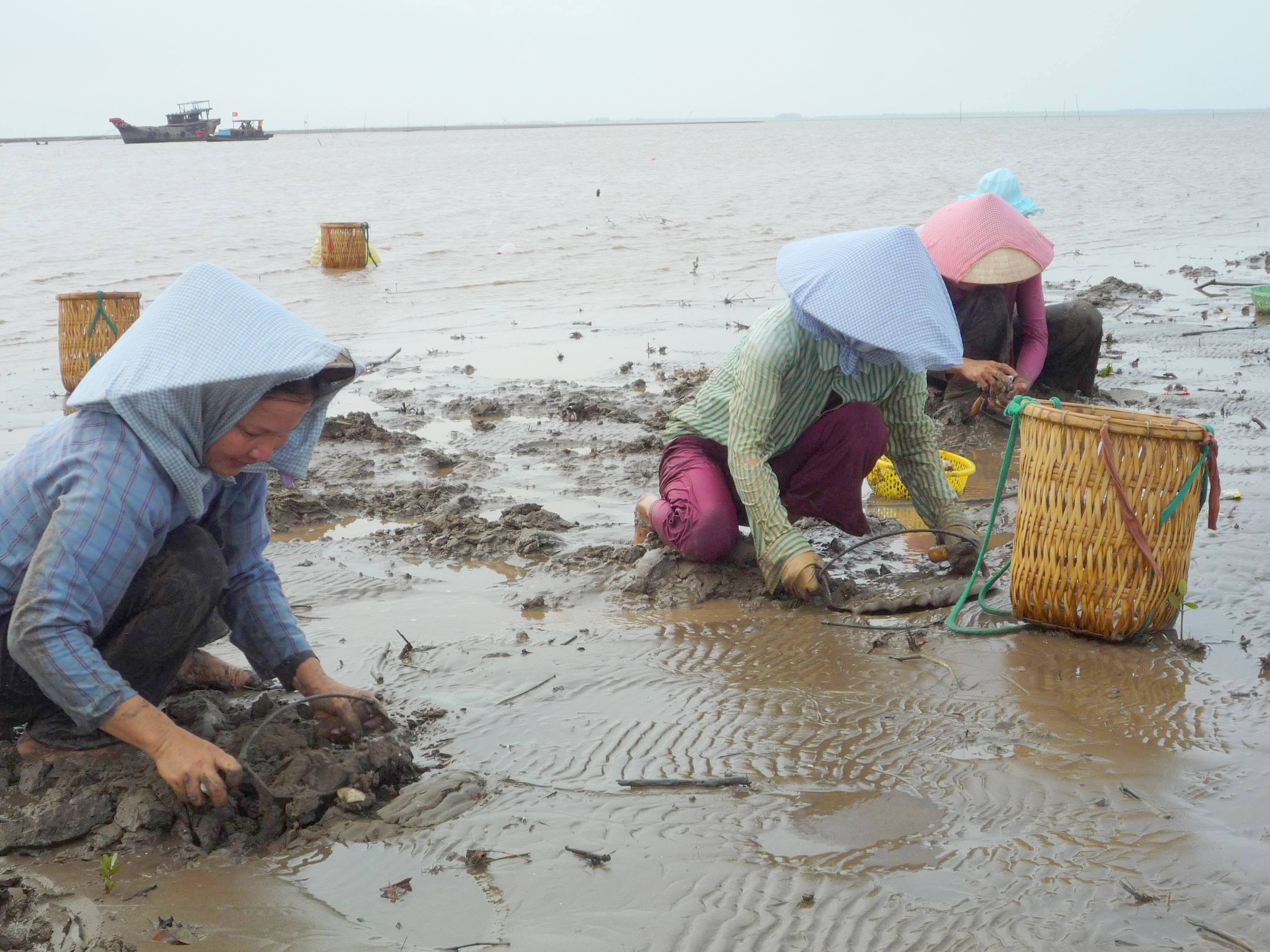 Nghêu chết hàng loạt