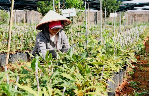 Dự án trồng cây mắc ca tại Hướng Hóa - một trong những lý do chính khiến nhiều lãnh đạo huyện này, trong đó có ông Định bị kỷ luật - Ảnh: QUỐC NAM