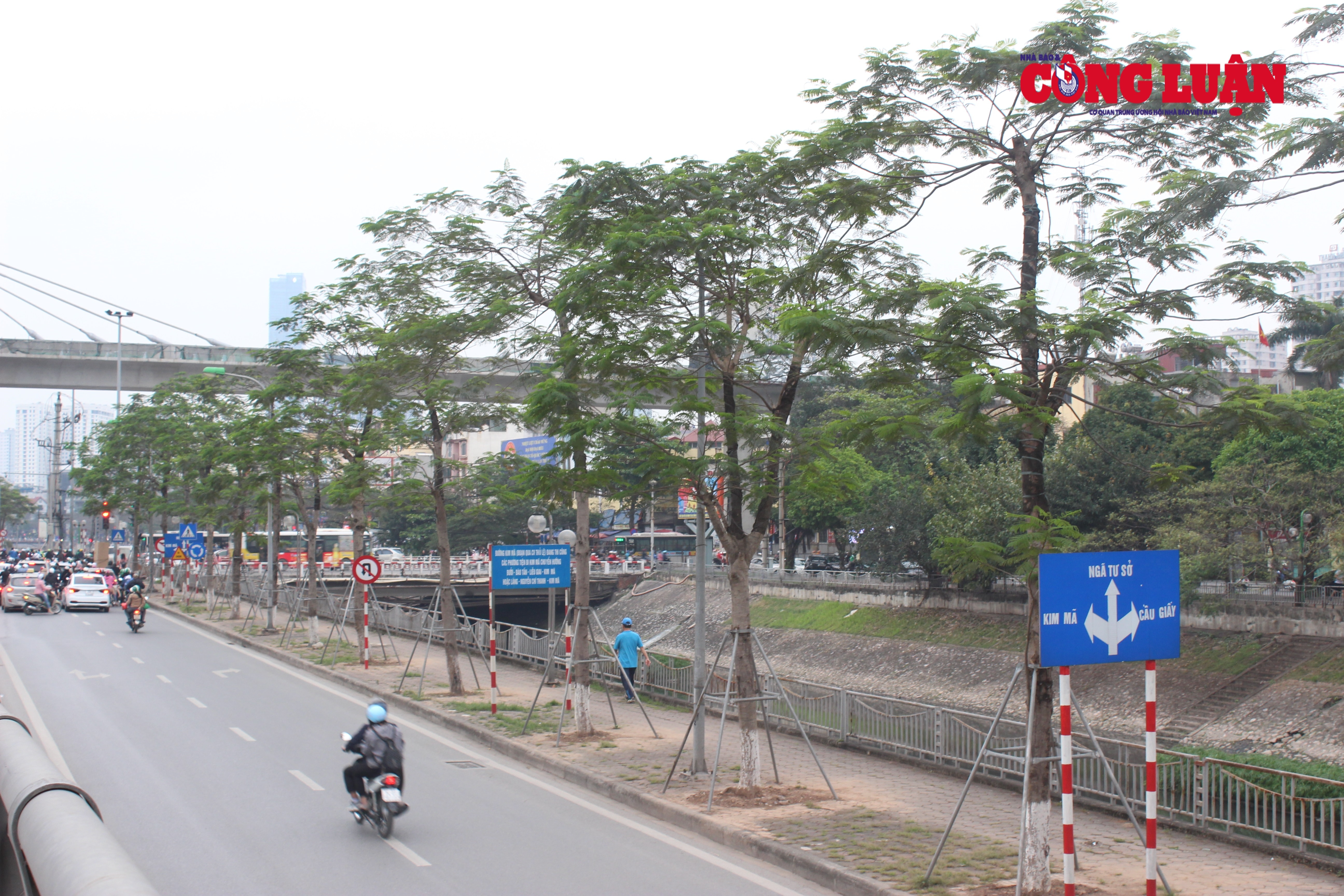 Thực trạng nhiều cây xanh trên địa bàn Hà Nội đang bị đóng đinh, 