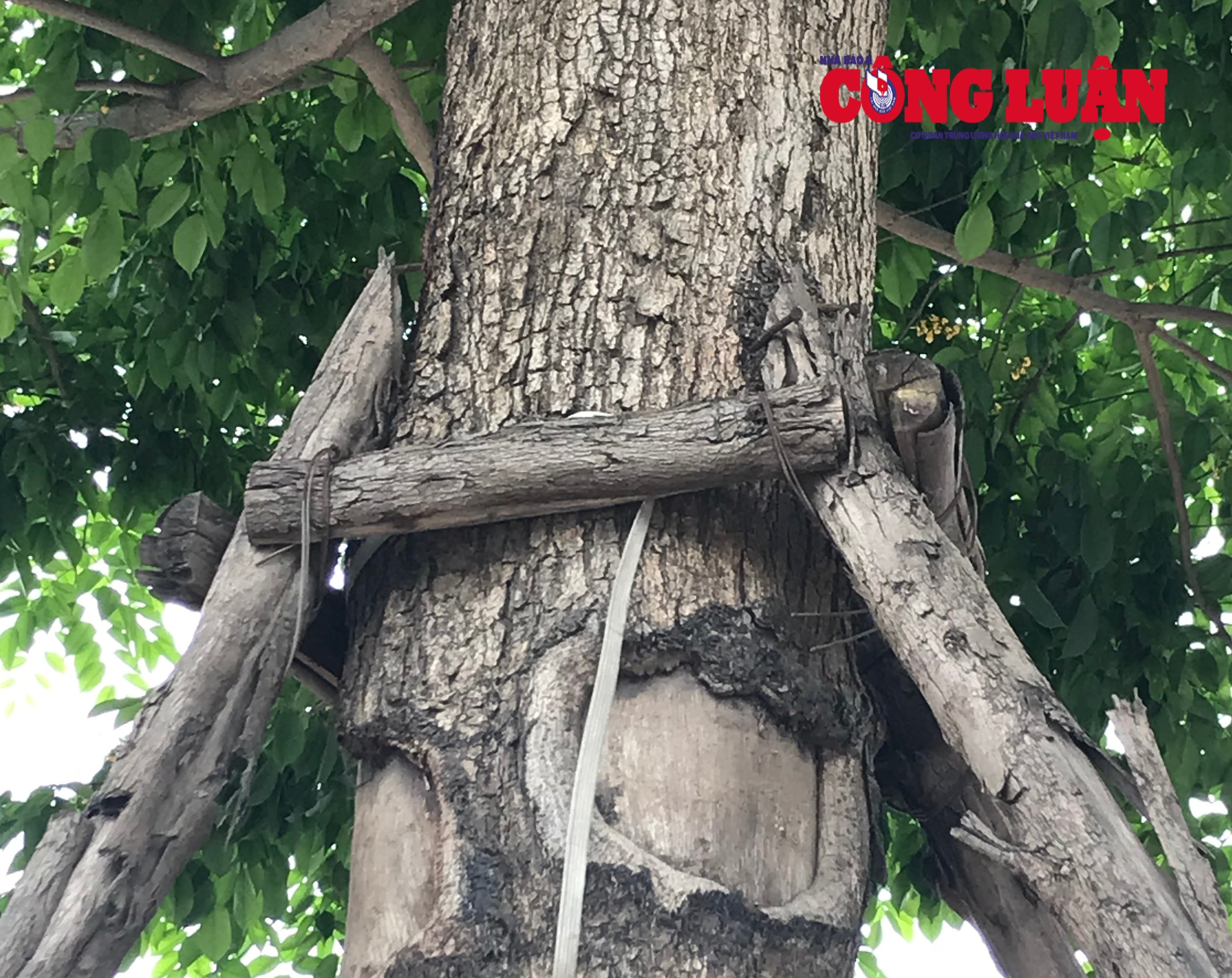 Cây xanh trên đường Võ Chí Công bị đóng rất nhiều đinh vào thân