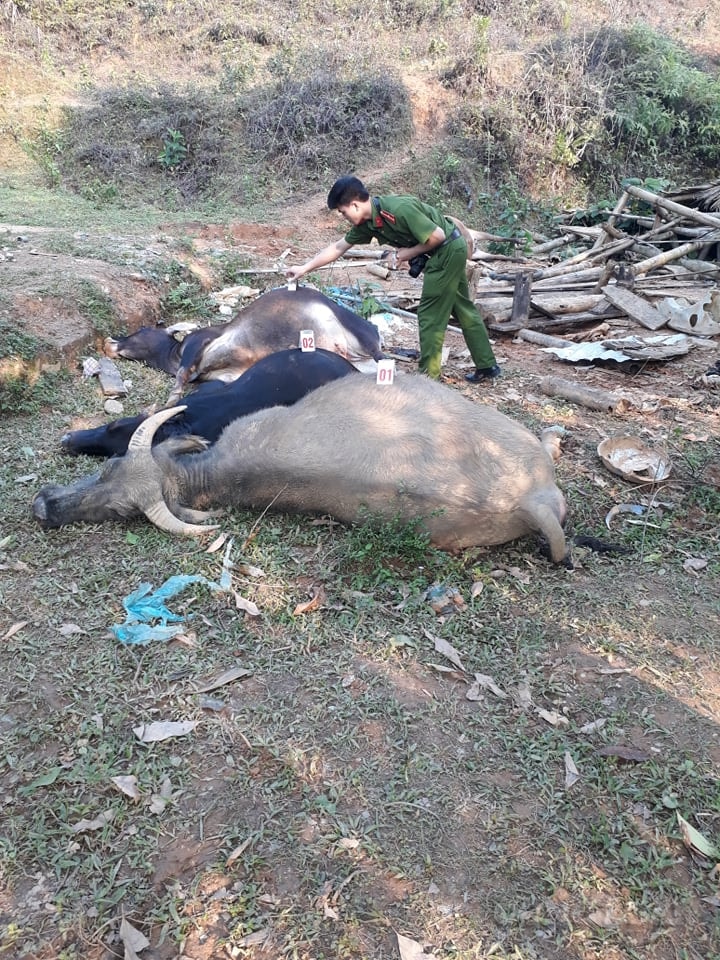 Cơ quan công an khám nghiệm hiện trường trâu bò chết