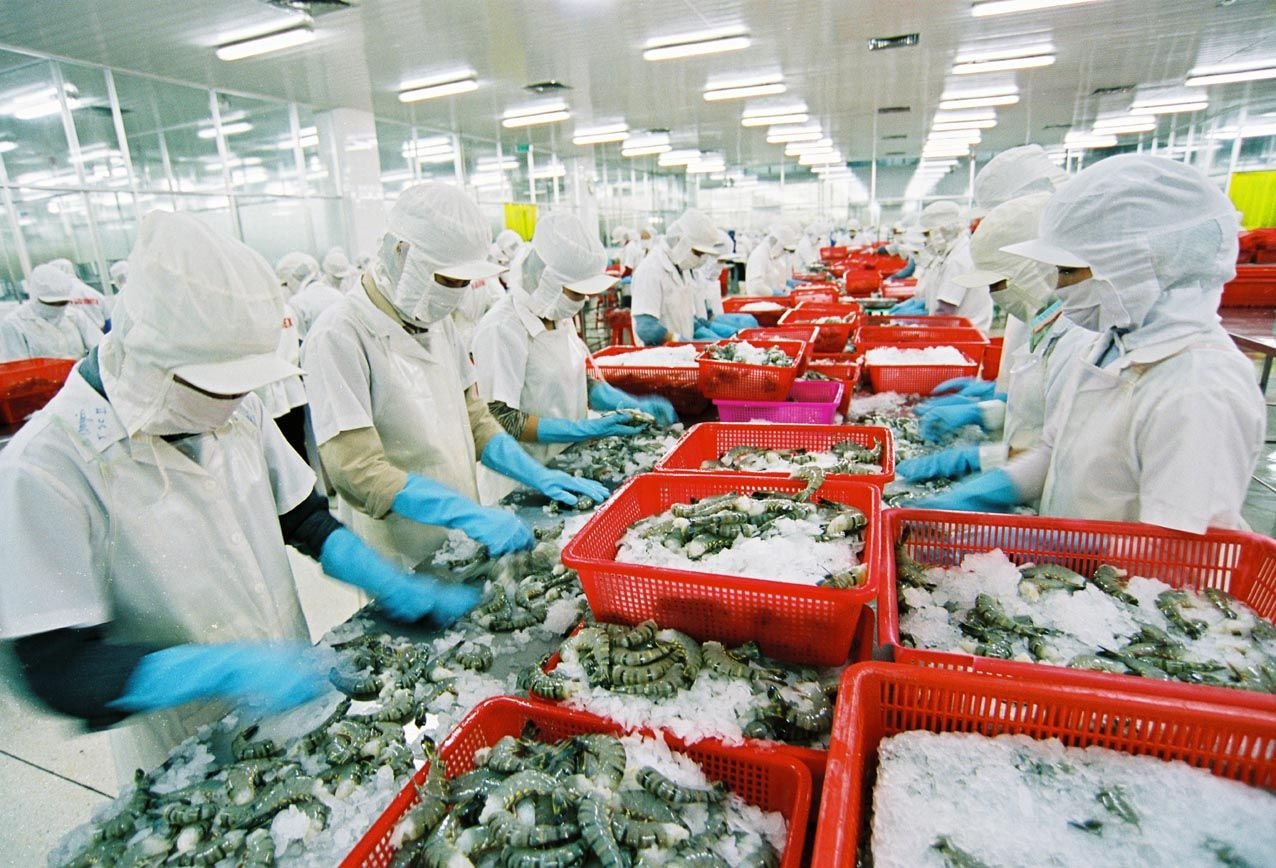 Mức thuế sơ bộ này của DOC, giúp xuất khẩu tôm sang thị trường Mỹ khả quan trong thời gian tới. (Ảnh TL)