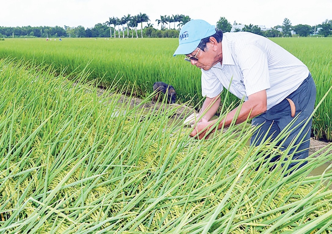 Kỹ sư Hồ Quang Cua - tác giả của hàng loạt giống lúa chất lượng cao nức tiếng.