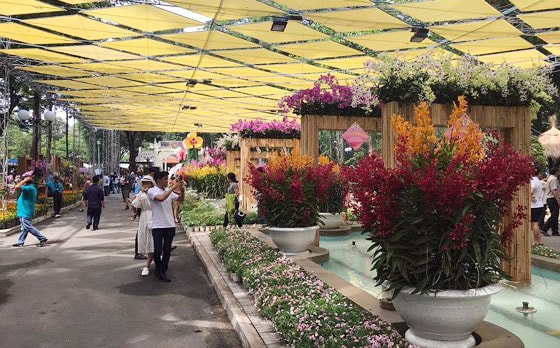 Festival hoa lan thành phố Hồ Chí Minh năm 2019. Ảnh: SGGP
