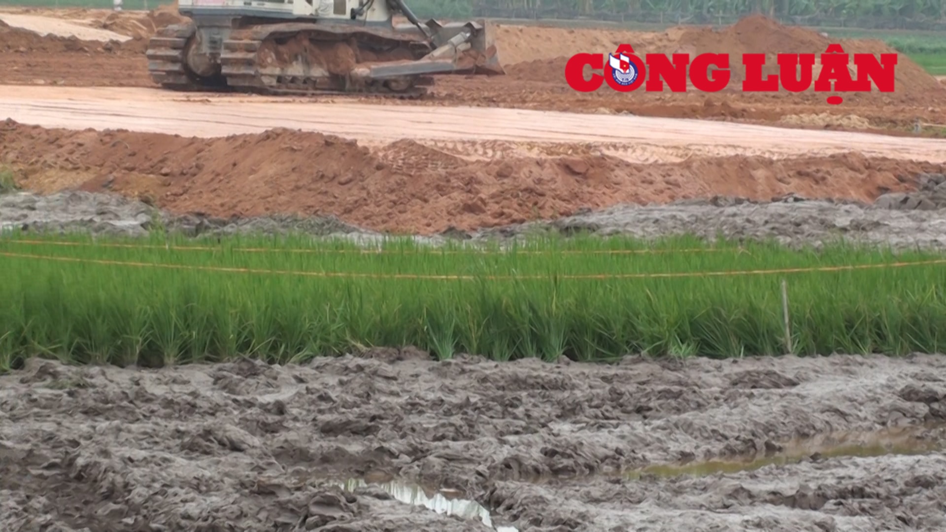 Nhiều ruộng lúa đang lên đòng bị máy múc phá trong quá trình thi công dự án.
