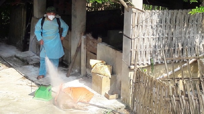 Lực lượng phòng chống dịch phun thuốc khử trùng tiêu độc và rắc vôi bột tại ổ dịch của xã Bản Lầu, huyện Mường Khương. (Ảnh: TNMT)