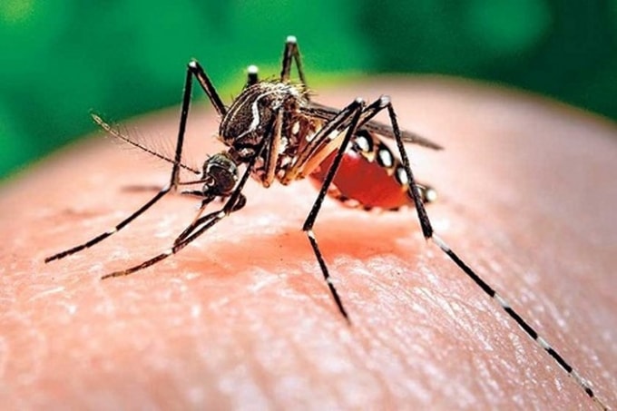 Cần đề phòng muỗi đốt để tránh sốt xuất huyết (Ảnh minh họa)