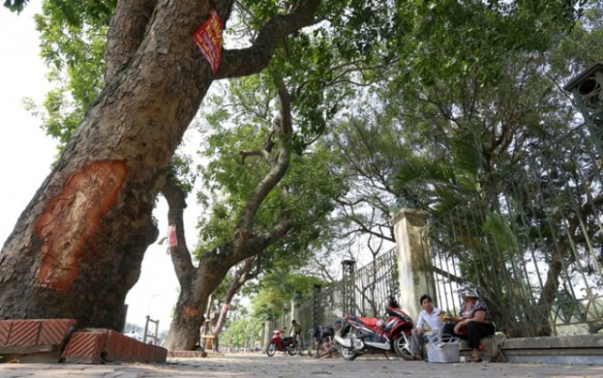 Cảnh báo: Hà Nội sẽ có nhiều cây cổ thụ đổ gãy do mưa bão. Ảnh minh họa
