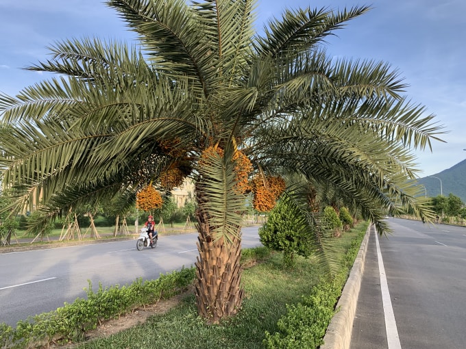 Cây chà là Trung Đông sống khoẻ, lớn nhanh, kết trái xum xuê, mời gọi các loài chim về trú ngụ