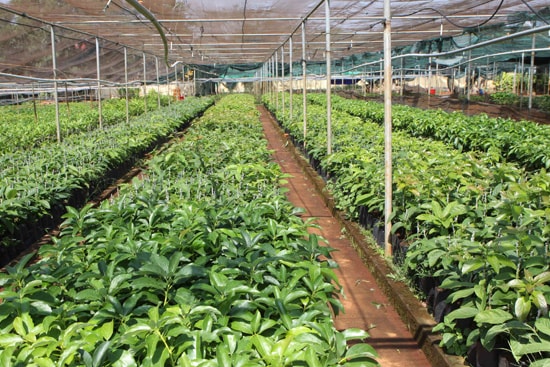 Trong các giải pháp phát triển nông nghiệp, giống vô cùng quan trọng. Việc ứng dụng những tiến bộ khoa học, năng lực chọn tạo giống đã được nâng lên một bậc rõ nét. (Ảnh TL)