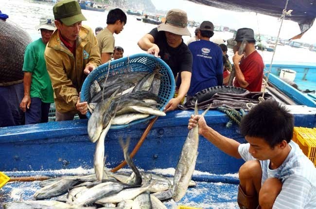 Đẩy mạnh nghiên cứu, ứng dụng công nghệ khai thác tiên tiến trong khai thác và bảo quản sản phẩm sau thu hoạch trên tàu cá. (Ảnh TL)