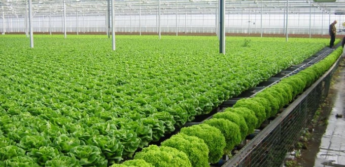 Doanh nghiệp nông nghiệp được xác định có vai trò là “trụ cột” trong việc thúc đẩy phát triển sản xuất nông nghiệp nước ta theo hướng sản xuất hàng hóa. (Ảnh minh họa)