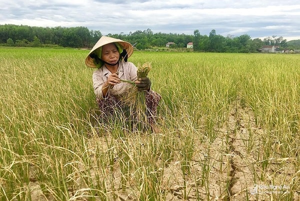 Lúa của bà con nông dân huyện Đô Lương héo chết hàng loạt do hạn hán. (Ảnh: Báo Nghệ an)