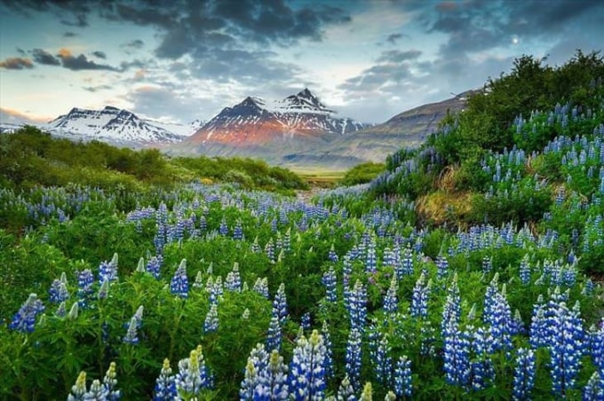 Hoa Lupin.
