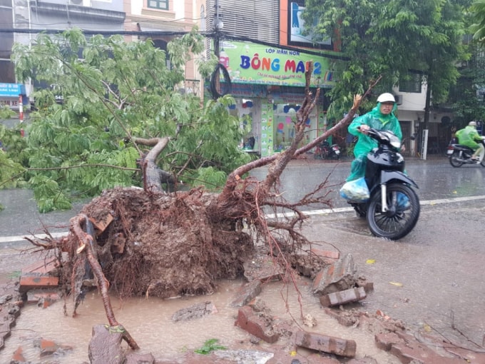 Mưa lớn và gió đã làm gẫy đổ nhiều cây xanh trên các tuyến phố Hà Nội. (Ảnh: TNMT)