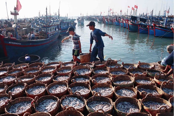 Dự án với mục tiêu nâng cao năng lực quản lý và giá trị gia tăng sản phẩm thuỷ sản, hội nhập quốc tế, thích ứng biến đổi khí hậu. (Ảnh minh họa)
