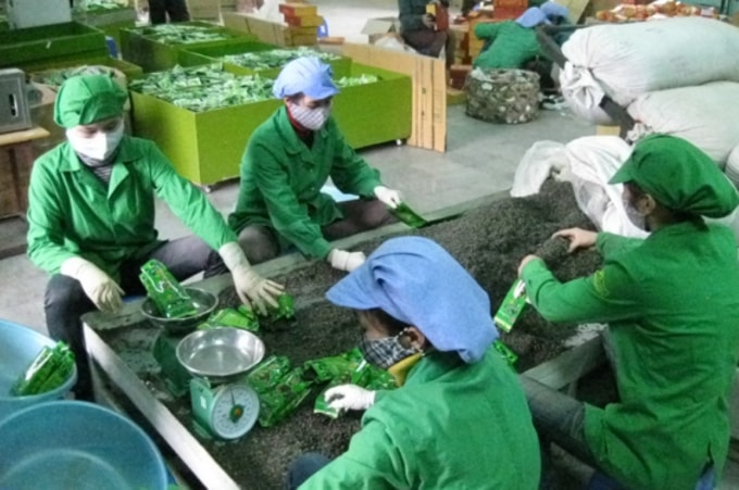 Được coi là quốc gia có thế mạnh về cây chè nhưng giá trị xuất khẩu của chè Việt lại tương đối thấp.