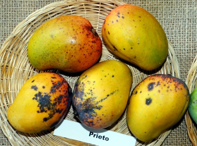Quả xoài bị thán thư.
