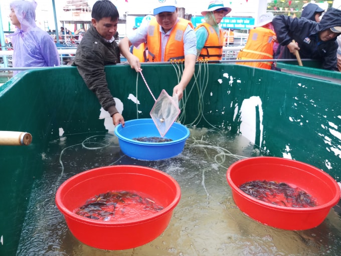 Hơn 15 tấn cá đã được thả về môi trường thiên nhiên tại khu vực sông Vàm Nao.