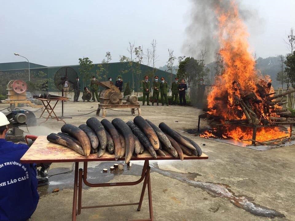Cơ quan chức năng tỉnh Lào Cai tổ chức tiêu hủy 43 chiếc ngà voi năm 2017. (Ảnh: ENV)