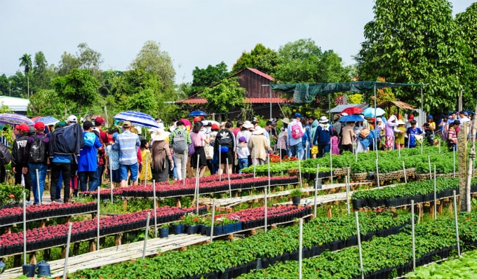 Từng đoàn du khách tới tham quan làng hoa Sa Đéc