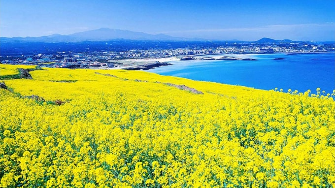 Hoa cải dầu nhuộm vàng đảo Jeju