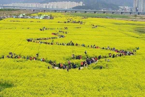 Lễ hội Hoa cải dầu là điểm tham quan hấp dẫn một lượng lớn du khách mỗi năm