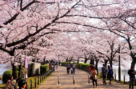 Lễ hội hoa anh đào rực rỡ trên đảo Jeju