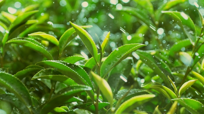 Từ xa xưa trà xanh đã trở thành thức uống yêu thích của người Việt