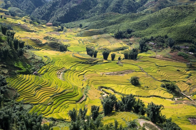 Những nương lúa ngả vàng đẹp mê hoặc nhìn từ Cáp treo Fansipang.
