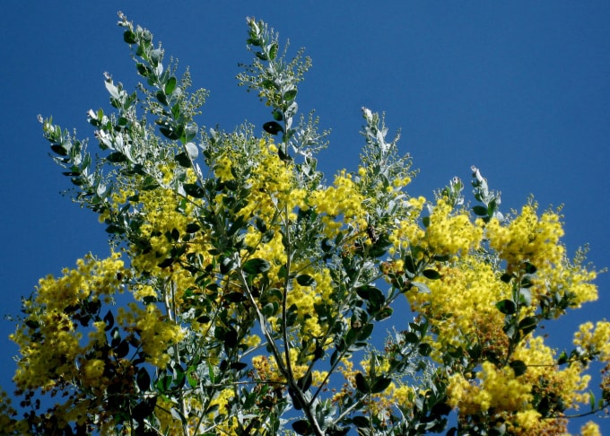 Hoa mimosa. Ảnh: Hà Hữu Nết