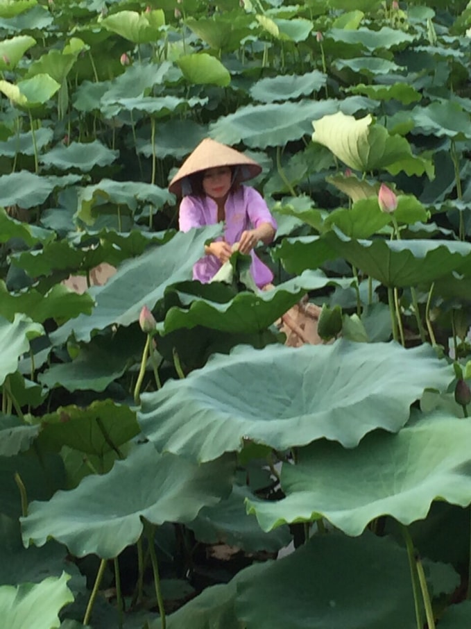 Chị Triệu Thị Xuân hàng ngày cứ 4h sáng lại ra đầm sen để ướp trà.